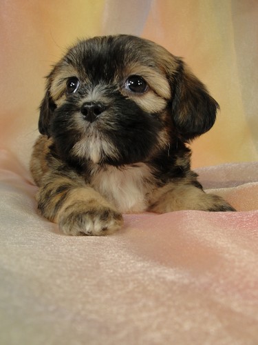 Female Lhasa Bichon puppy for Sale #22 DOB 5-1-11